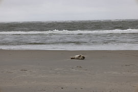 Bilder einer Kegelrobbe am Strand von Langeoog. von Bianca Meyering Fotos - BMF