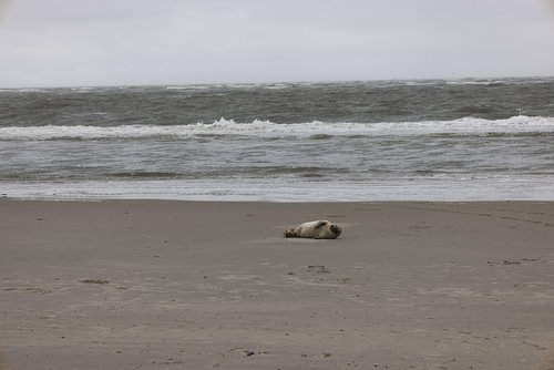 Pictures of a grey seal on the beach at Langeoog.