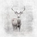 White Winter Wildlife Deer by Andrea Haase thumbnail