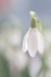 Sneeuwklokje sur Sam Dijkstra