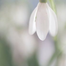 Sneeuwklokje von Sam Dijkstra