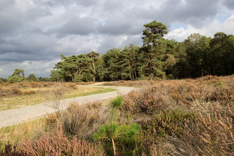 Lumière incidente dans le paysage de Veluwe. par André Hamerpagt