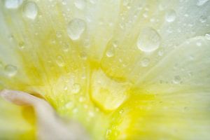 Pastellgelbe Narzissenblüte nach einem Morgenregen