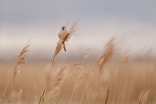 Bearded reedling male in the reeds