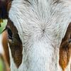 close up foto van een bruin witte koe in een weiland van Margriet Hulsker