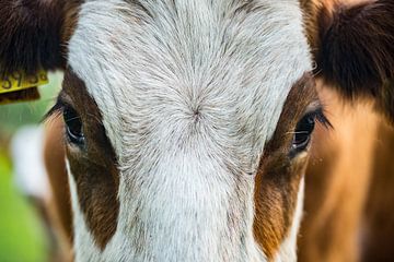 close up foto van een bruin witte koe in een weiland van Margriet Hulsker
