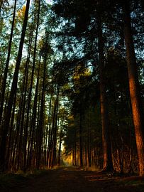 Morning light by Jurgen van Hest