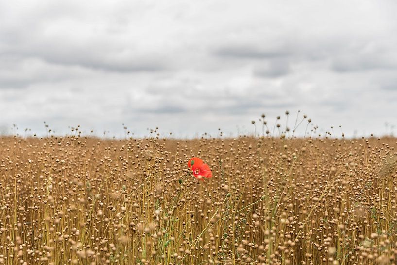 Flachs mit rotem Mohn von Ans Bastiaanssen