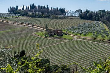 Chianti vineyards by Guy Lambrechts