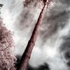 Surreal mystical pink tree infrared photography by Hidden Light Gallery