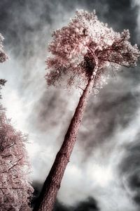 Surreale mystische rosa Baum-Infrarotfotografie