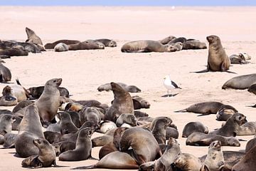 Walvis Bay sur Henk Langerak