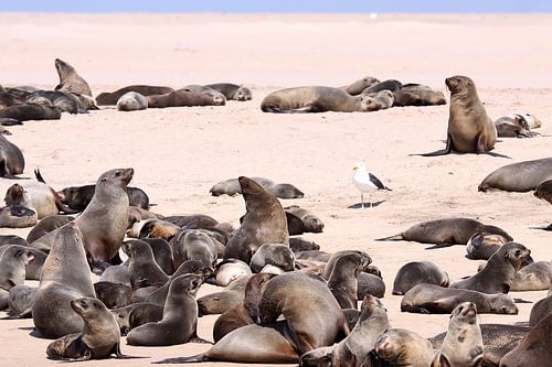 Walvis Bay