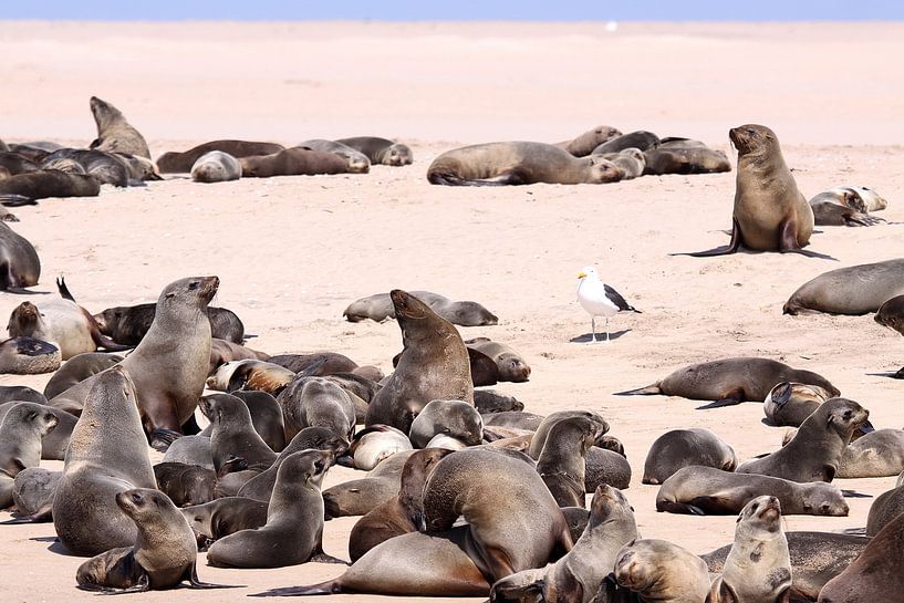 Walvis Bay by Henk Langerak