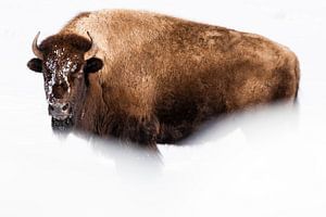 Amerikaanse bizon van Caroline Piek