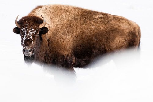 Amerikaanse bizon