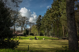 Schapenweide Friesland