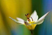 The colors of flower