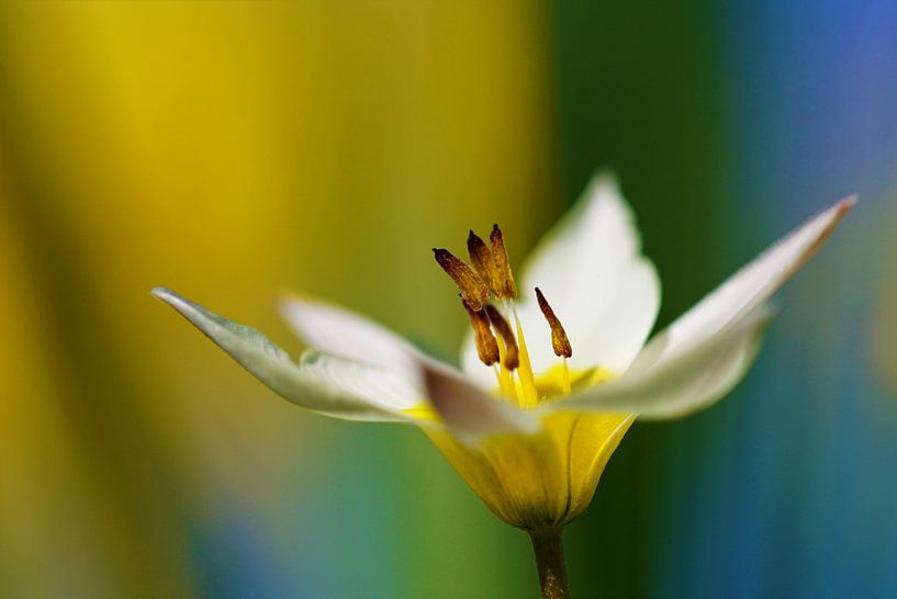 The colors of flower by Malinka Patelka