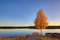golden birch on the lakeshore