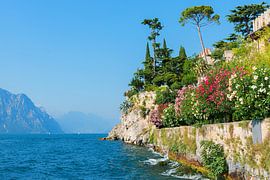 Laurier-rose en fleurs au bord du lac à Malcesine, lac de Garde sur SusaZoom