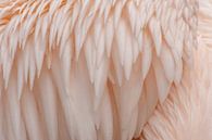 Verenkleed pelikaan van Margreet Frowijn thumbnail