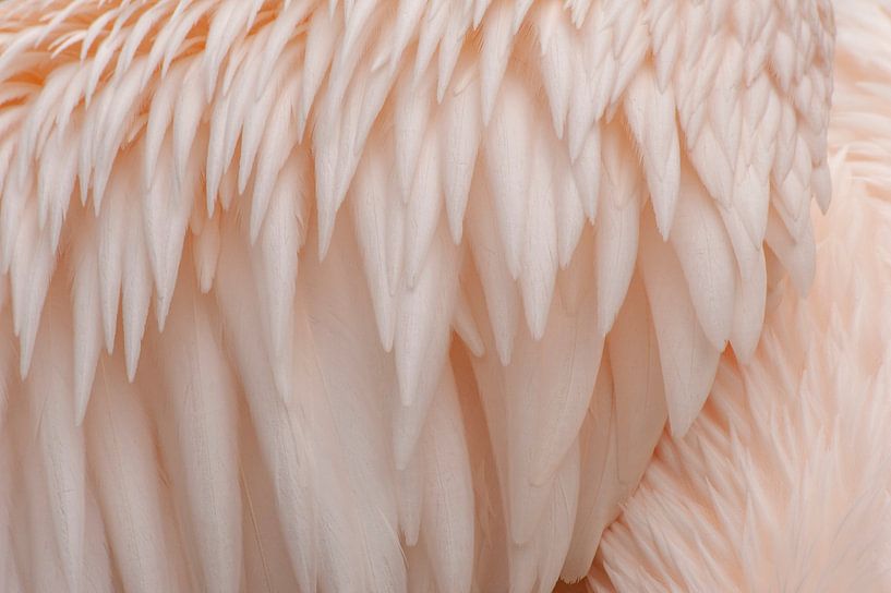Verenkleed pelikaan van Margreet Frowijn