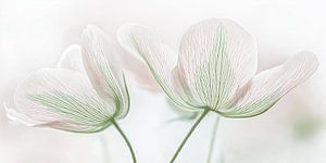 Blume in zarter Farbe