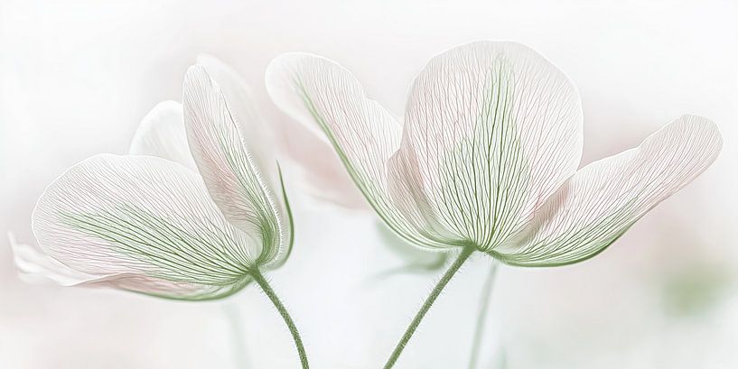 Flower in soft colour by Imagine