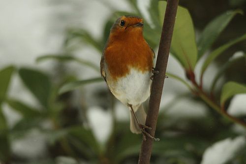 Robin