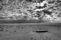 Texel beach with sword shell