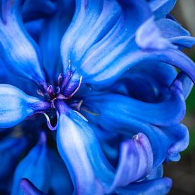 Nahaufnahme blaue Blume von Sonny Vermeer