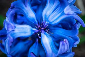 Close up blue flower