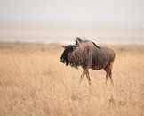 Gnoe op Afrikaanse vlakte in pastelkleuren | Wildlife Natuurfotografie van Monique Tekstra-van Lochem thumbnail