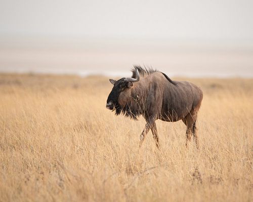 Gnoe op Afrikaanse vlakte in pastelkleuren | Wildlife Natuurfotografie