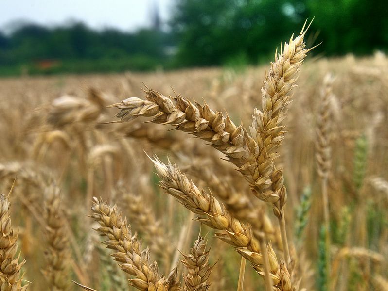 Korreloren 2 van Edgar Schermaul