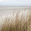 Meer, blauer Himmel, Dünen, Grashalme auf Schiermonnikoog | Natur Kunstfoto von Karijn | Fine art Natuur en Reis Fotografie