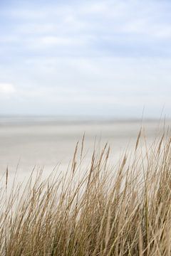 Meer, blauer Himmel, Dünen, Grashalme auf Schiermonnikoog | Natur Kunstfoto
