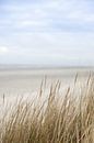 Meer, blauer Himmel, Dünen, Grashalme auf Schiermonnikoog | Natur Kunstfoto von Karijn | Fine art Natuur en Reis Fotografie Miniaturansicht