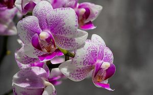 Rosa Orchidee