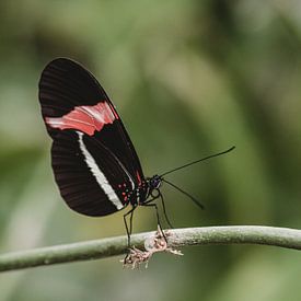 Schwarzer und roter Schmetterling auf Zweig von Anke Kaal