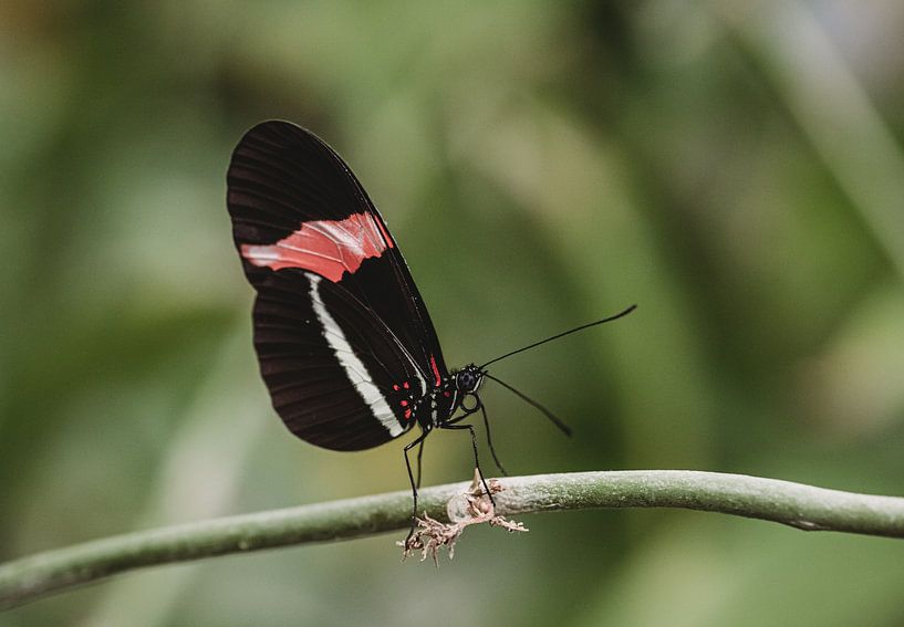 Black and red butterfly on branch by Anke Kaal