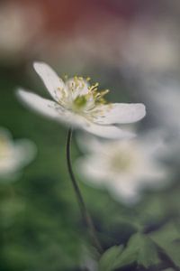 Anémones de la forêt blanche sur Ellen Driesse