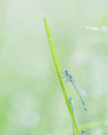 Manquements au début de la matinée sur Ronald Buitendijk Fotografie