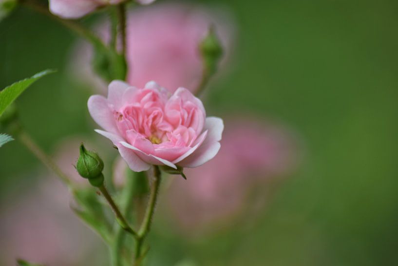 Roos by Esther Van Praag