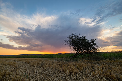 Ein einsamer, schiefer Baum auf einem abgeernteten Feld bei einem farbenprächtigen Sonnenuntergang