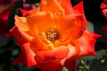 een closeup van een oranje roos van W J Kok