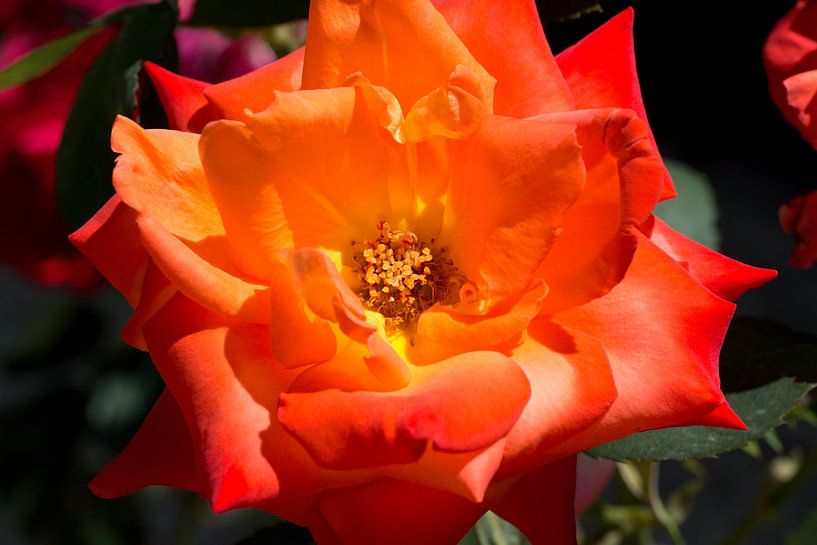 un gros plan d'une rose orange par W J Kok