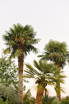 grüne Palmen in der Abendsonne | Toskana | Italien | Botanische Aufnahme von Mirjam Broekhof