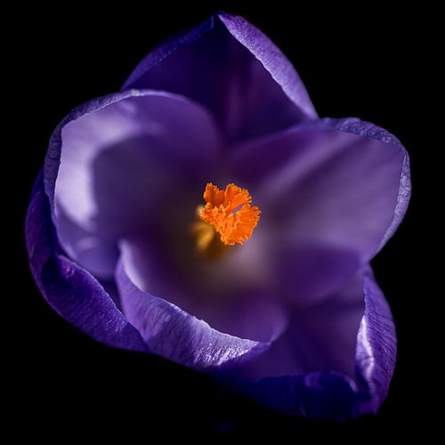 Lila krokus in bloei